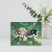 Carte Postale Chiots sibériens Husky (Debout devant)