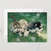 Carte Postale Chiots sibériens Husky (Devant / Derrière)