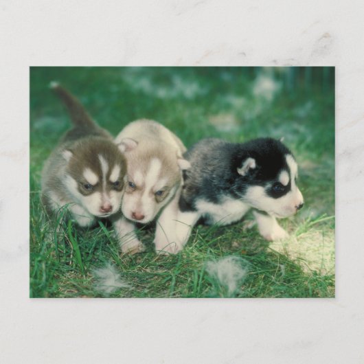Carte Postale Chiots sibériens Husky (Devant)