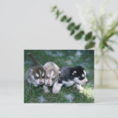 Carte Postale Chiots sibériens Husky, 3 semaines (Debout devant)