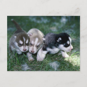 Carte Postale Chiots sibériens Husky, 3 semaines