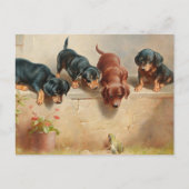 Carte Postale Chiots teckel curieux | Carl Reichert (Devant)