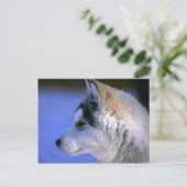 Carte Postale Chip sibérien Husky (Debout devant)