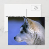 Carte Postale Chip sibérien Husky (Devant / Derrière)