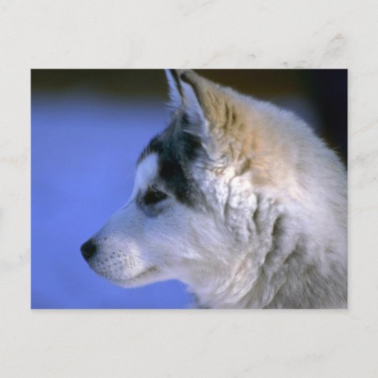 Carte Postale Chip sibérien Husky (Devant)