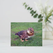 Carte Postale Chipduck (Debout devant)