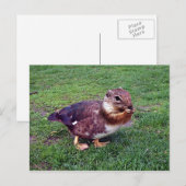 Carte Postale Chipduck (Devant / Derrière)