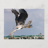 Carte Postale Chipheron (Devant)