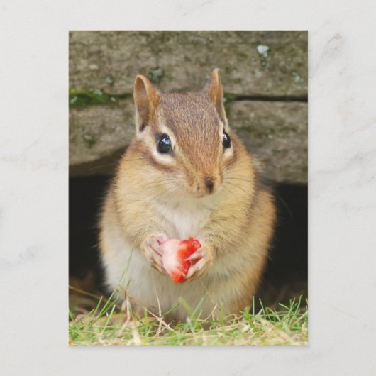 Carte Postale chipmund bébé avec fraise (Devant)