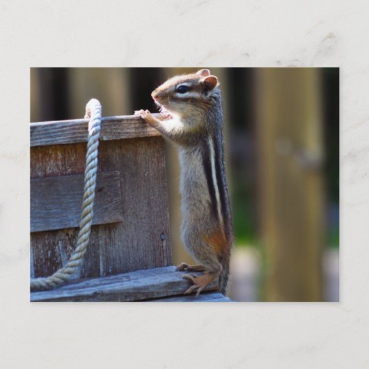 Carte Postale Chipmunk (Devant)