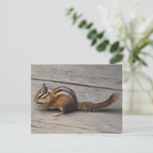 Carte postale Chipmunk (Debout devant)