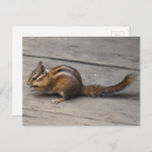 Carte postale Chipmunk (Devant / Derrière)