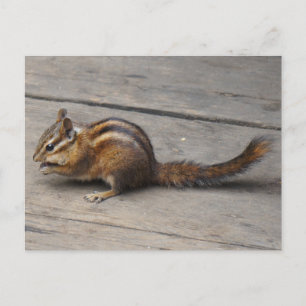 Carte postale Chipmunk