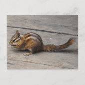 Carte postale Chipmunk (Devant)