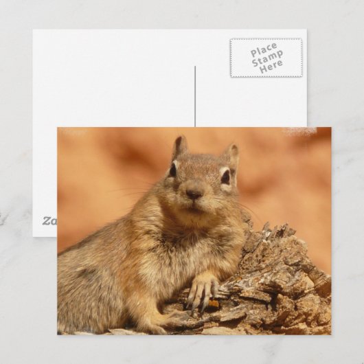 Carte postale Chipmunk (Devant / Derrière)