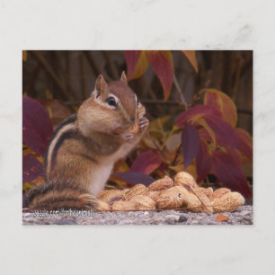 Carte postale Chipmunk