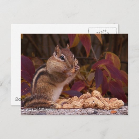 Carte postale Chipmunk (Devant / Derrière)