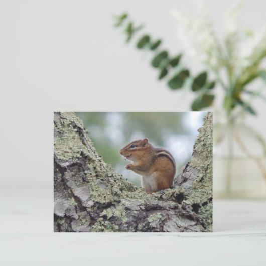 Carte Postale Chipmunk (Debout devant)
