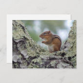 Carte Postale Chipmunk (Devant / Derrière)