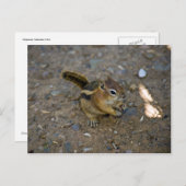 Carte Postale Chipmunk (Devant / Derrière)
