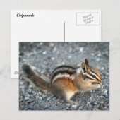 Carte Postale Chipmunk (Devant / Derrière)