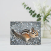 Carte Postale Chipmunk (Debout devant)