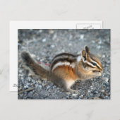 Carte Postale Chipmunk (Devant / Derrière)