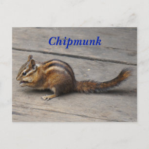 Carte postale Chipmunk