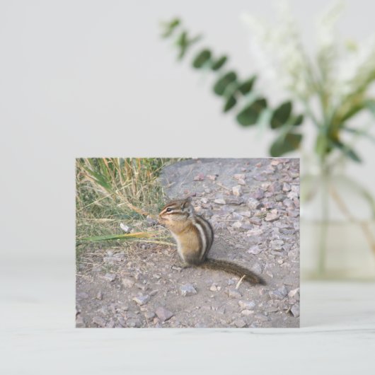 Carte Postale Chipmunk (Debout devant)