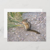 Carte Postale Chipmunk (Devant / Derrière)