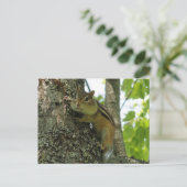 Carte Postale Chipmunk (Debout devant)