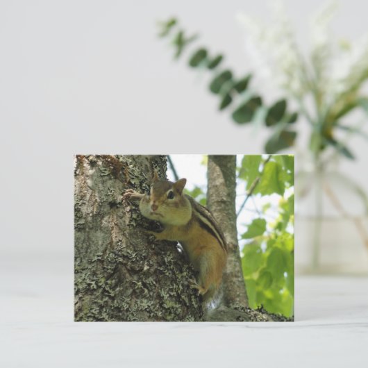 Carte Postale Chipmunk (Debout devant)