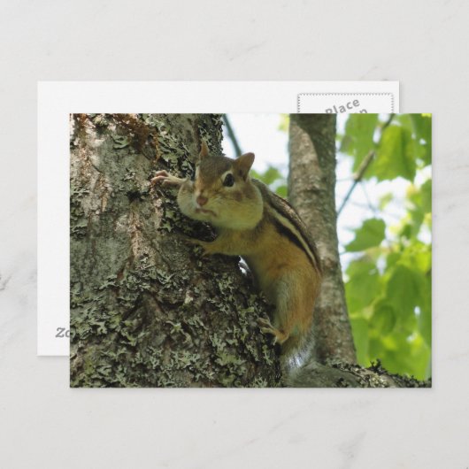 Carte Postale Chipmunk (Devant / Derrière)