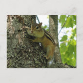 Carte Postale Chipmunk (Devant)