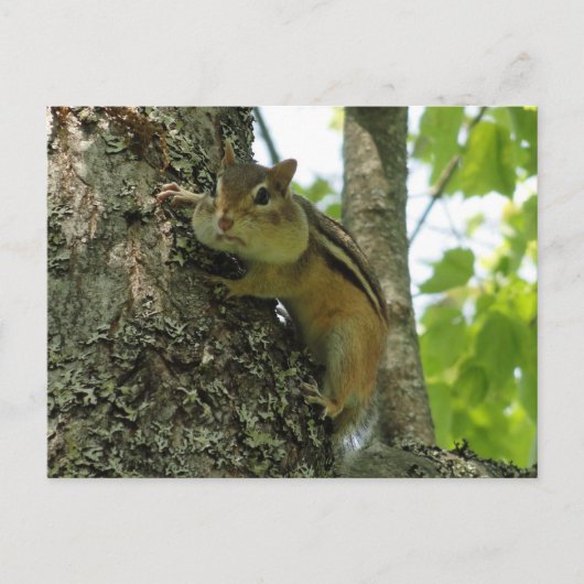 Carte Postale Chipmunk (Devant)