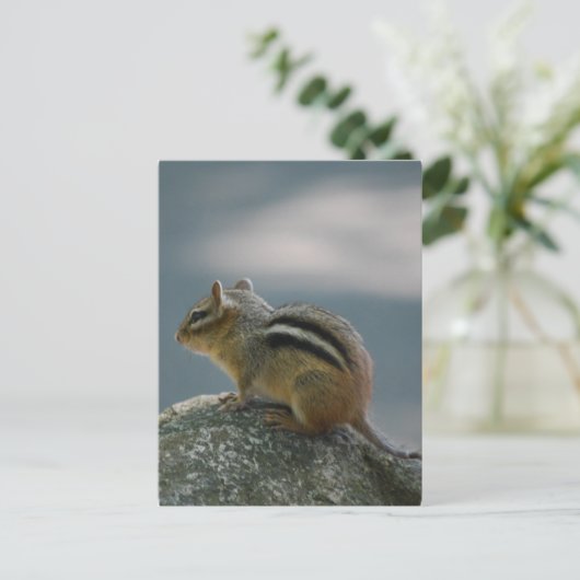Carte postale Chipmunk (Debout devant)