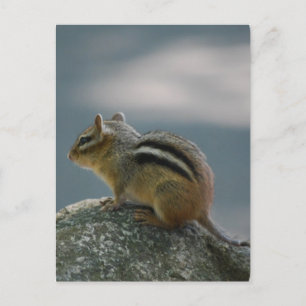 Carte postale Chipmunk