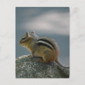 Carte postale Chipmunk (Devant)