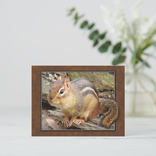 Carte postale Chipmunk (Debout devant)