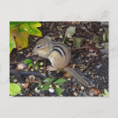 Carte postale Chipmunk #2 (Devant)