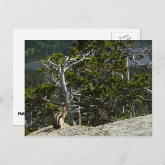 Carte Postale Chipmunk à Two Medicine Lake Overlook (Devant / Derrière)