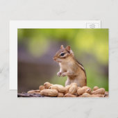 Carte Postale Chipmunk aux cacahuètes (Devant / Derrière)