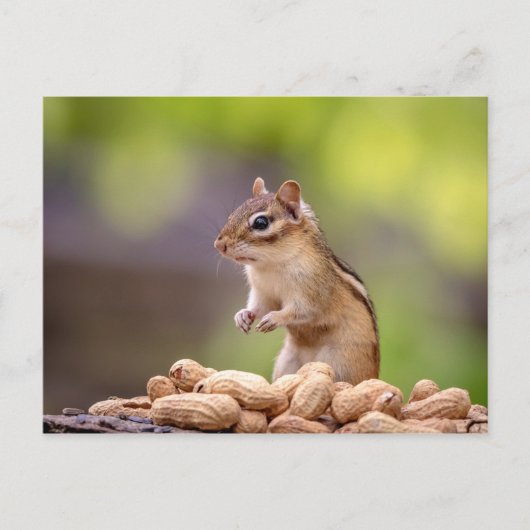 Carte Postale Chipmunk aux cacahuètes (Devant)