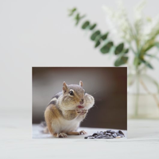 Carte Postale Chipmunk avec Cheeks Photo complète (Debout devant)