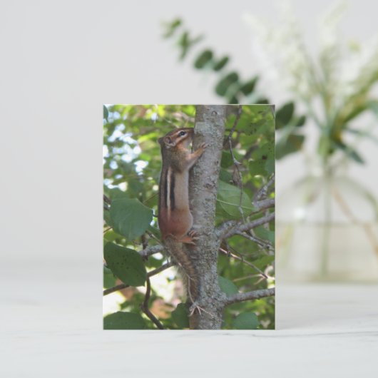 Carte Postale Chipmunk dans les bois (Debout devant)