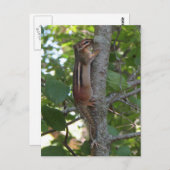 Carte Postale Chipmunk dans les bois (Devant / Derrière)