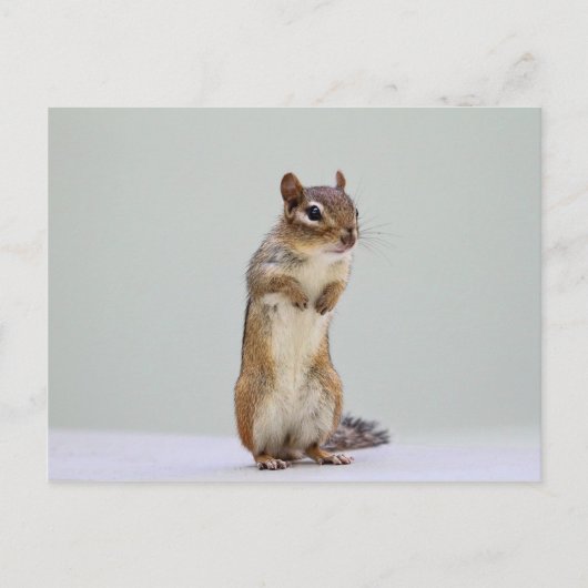 Carte Postale Chipmunk debout photo (Devant)