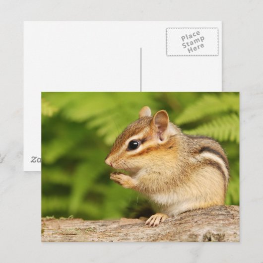 Carte Postale chipmunk doux avec snack (Devant / Derrière)