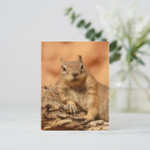 Carte Postale Chipmunk drôle allongé sur un rocher (Debout devant)