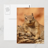 Carte Postale Chipmunk drôle allongé sur un rocher (Devant / Derrière)